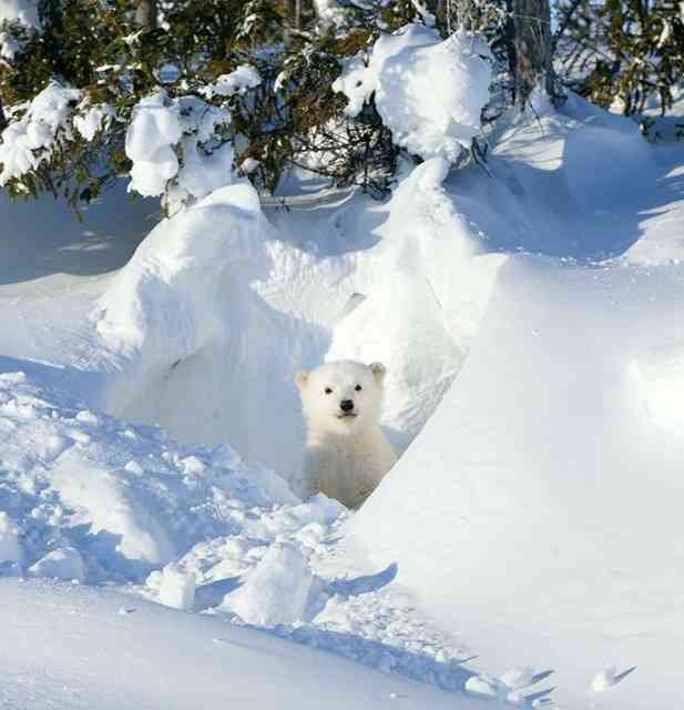 雪と動物たちの画像