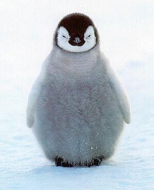 雪と動物たちの画像