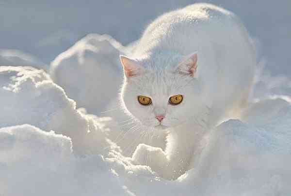 雪と動物たちの画像