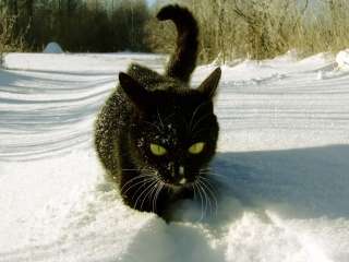 雪と動物たちの画像