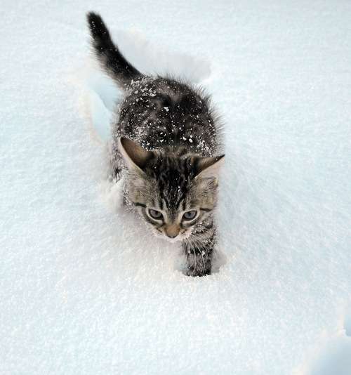 雪と動物たちの画像