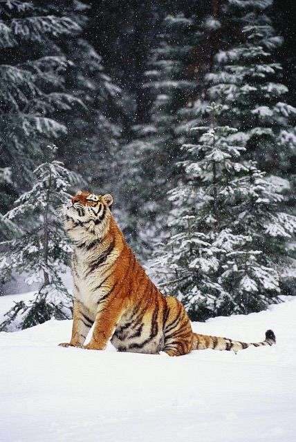 雪と動物たちの画像
