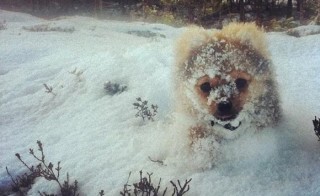 雪と動物たちの画像