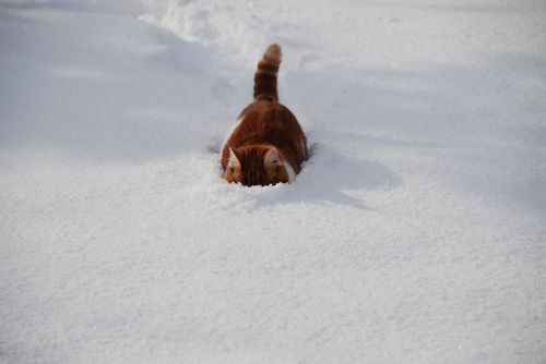 雪と動物たちの画像