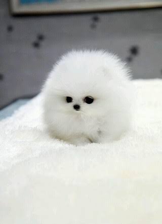 《画像》笑える動物の写真