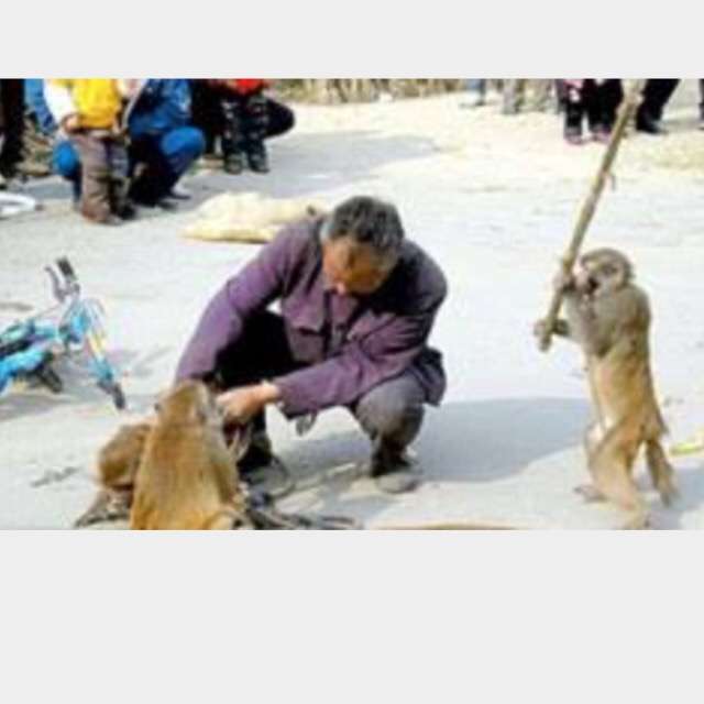 《画像》笑える動物の写真