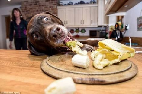 《画像》笑える動物の写真