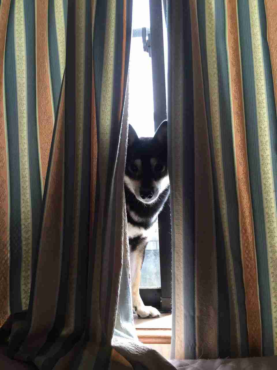 《画像》笑える動物の写真
