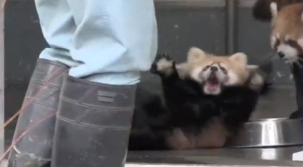 《画像》笑える動物の写真
