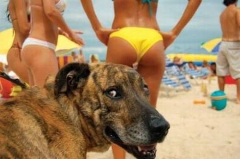 《画像》笑える動物の写真