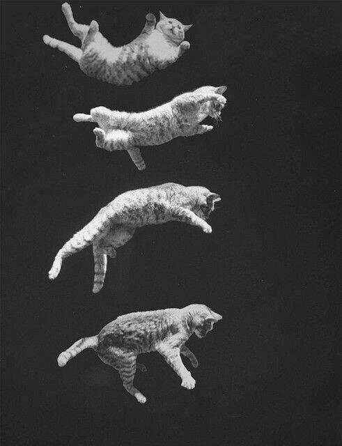 《画像》笑える動物の写真