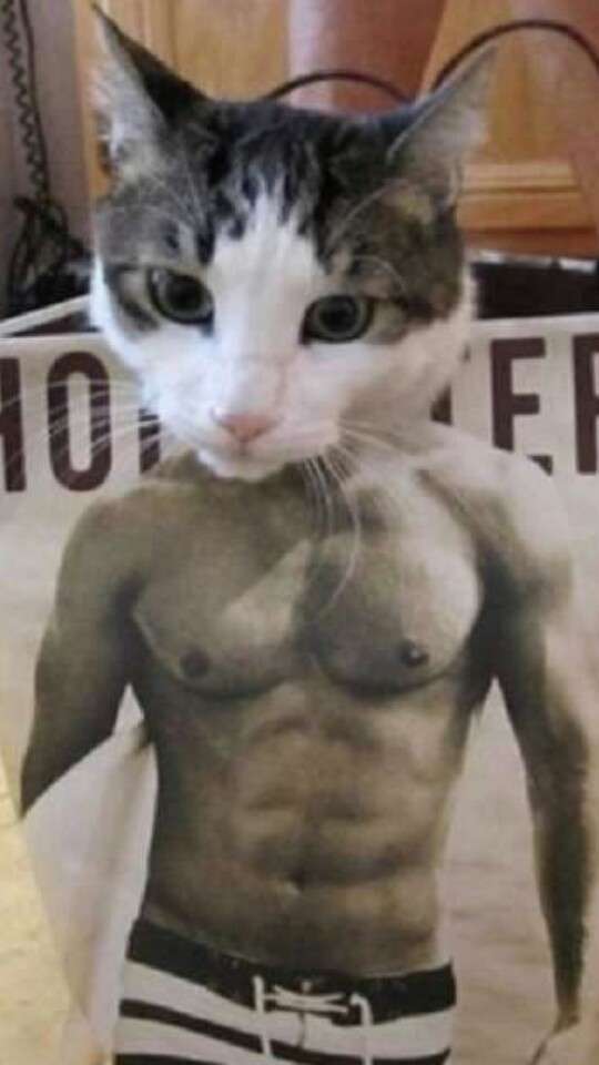 《画像》笑える動物の写真