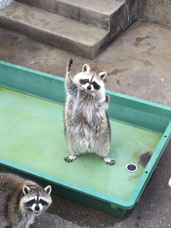 《画像》笑える動物の写真