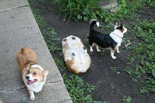 《画像》笑える動物の写真