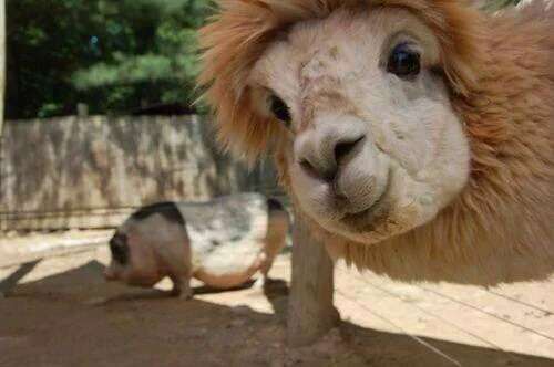 《画像》笑える動物の写真