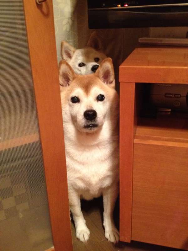 《画像》笑える動物の写真