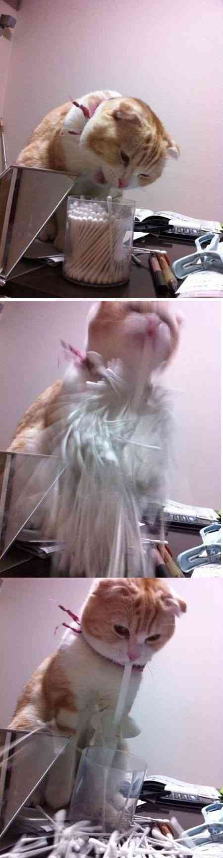 《画像》笑える動物の写真