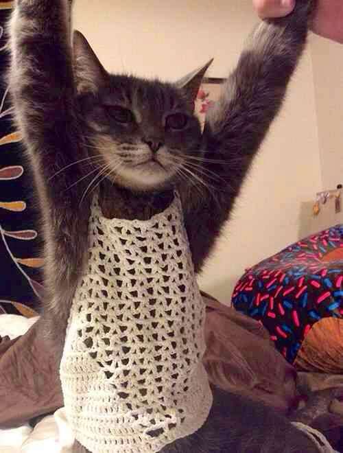 《画像》笑える動物の写真