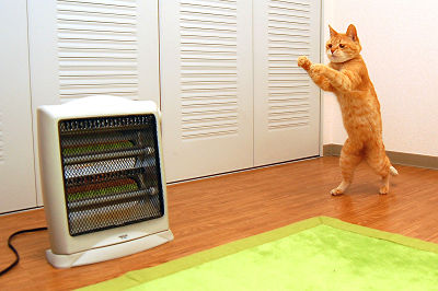 《画像》笑える動物の写真