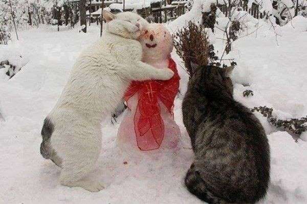 《画像》笑える動物の写真