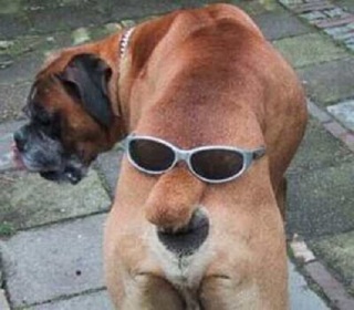 《画像》笑える動物の写真