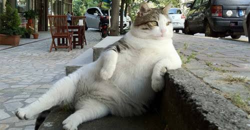 《画像》笑える動物の写真