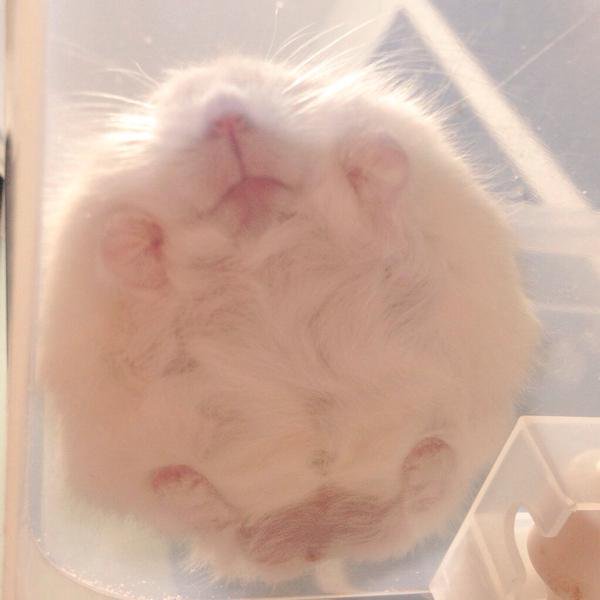 《画像》笑える動物の写真
