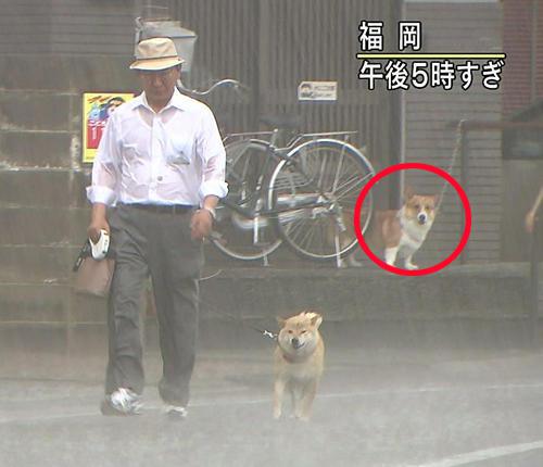 《画像》笑える動物の写真