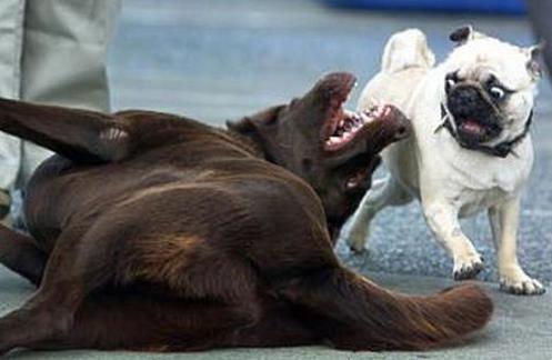 《画像》笑える動物の写真