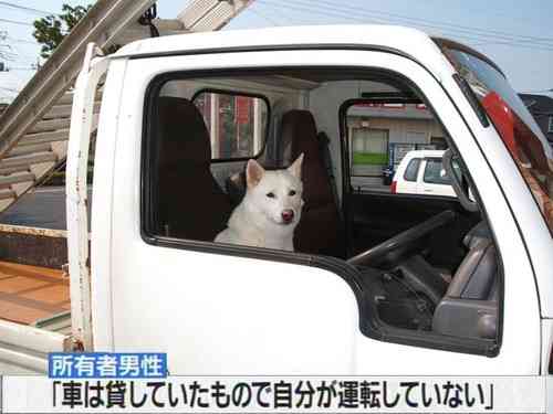 《画像》笑える動物の写真