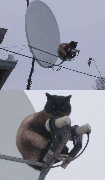 《画像》笑える動物の写真