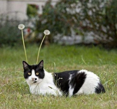 《画像》笑える動物の写真