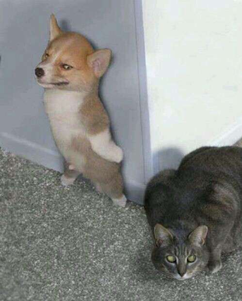 《画像》笑える動物の写真