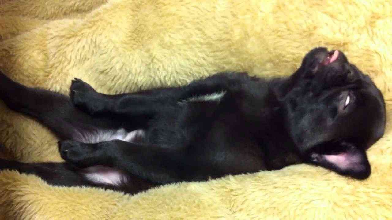 《画像》笑える動物の写真