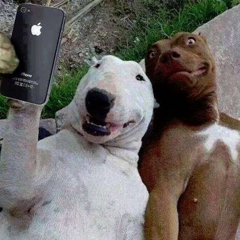 《画像》笑える動物の写真