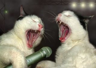《画像》笑える動物の写真