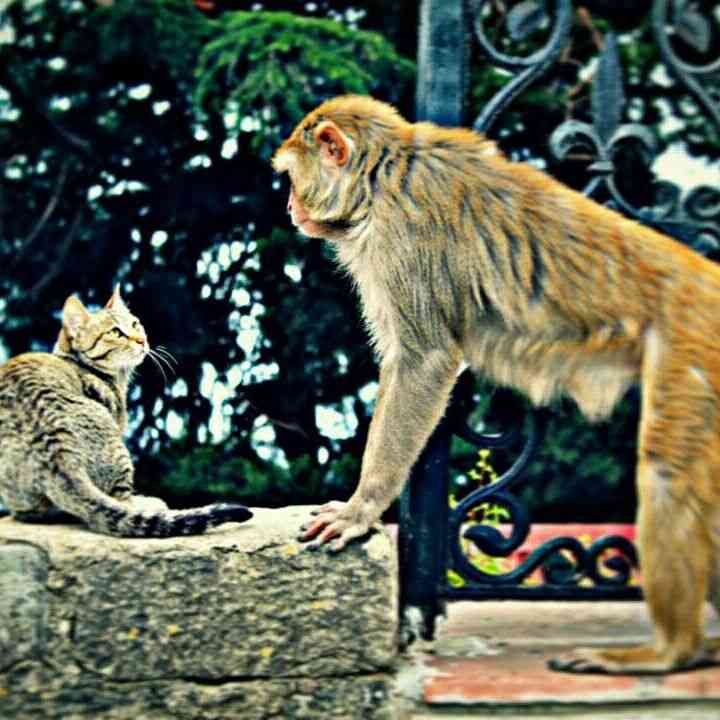 見つめ合う画像を貼るトピ