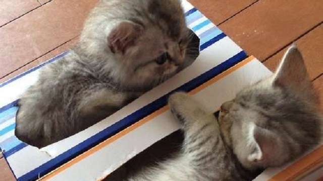 見つめ合う画像を貼るトピ
