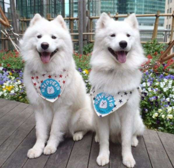 亡くなってショックだった芸能人