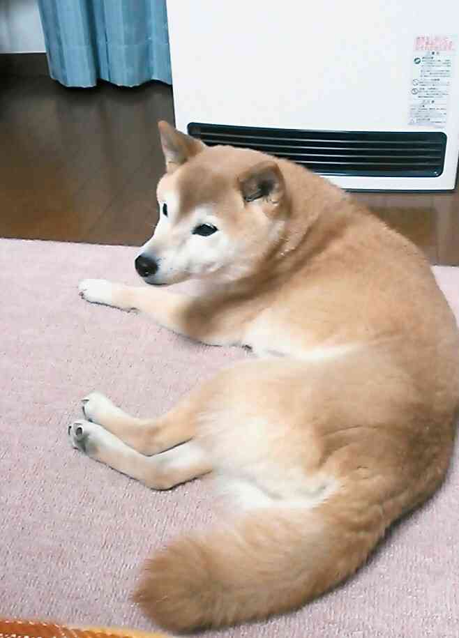 守りたいモノなんですか〜