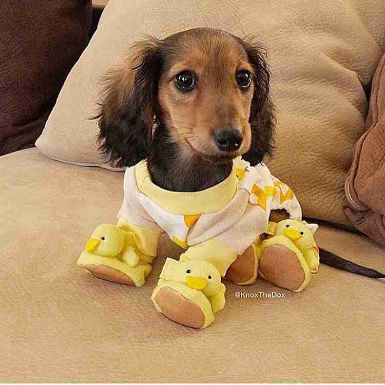 「人気犬種ランキング」 トイ・プードルが7連覇