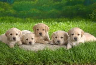 「人気犬種ランキング」 トイ・プードルが7連覇