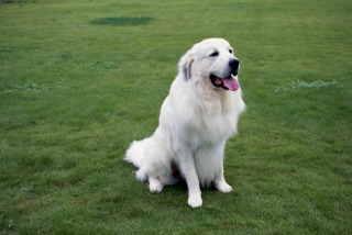 「人気犬種ランキング」 トイ・プードルが7連覇