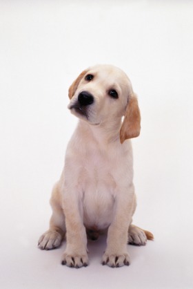 「人気犬種ランキング」 トイ・プードルが7連覇