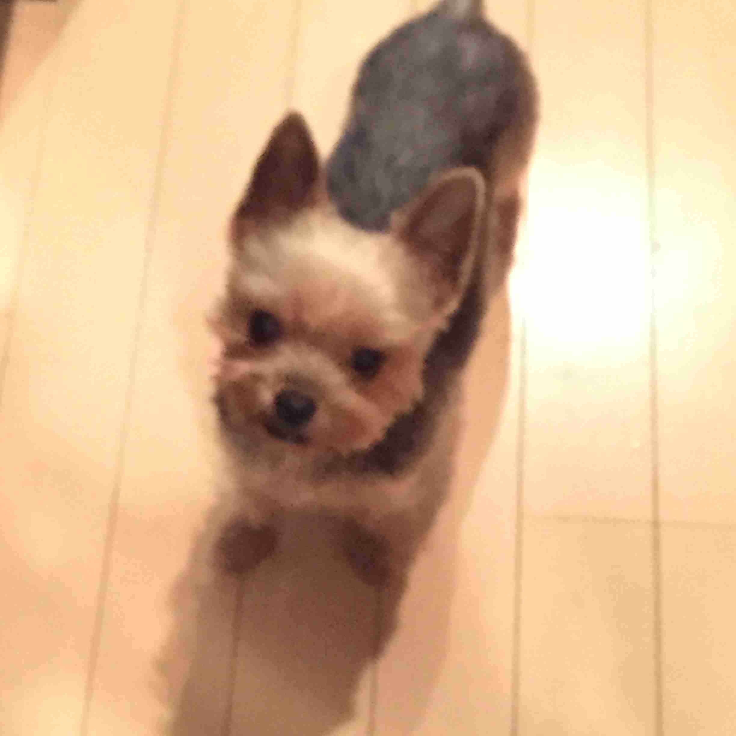 「人気犬種ランキング」 トイ・プードルが7連覇