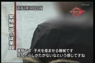 「人気犬種ランキング」 トイ・プードルが7連覇