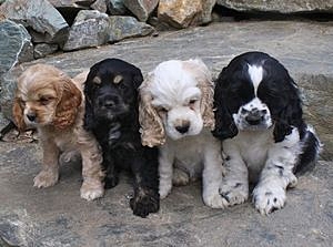 「人気犬種ランキング」 トイ・プードルが7連覇