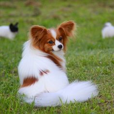 「人気犬種ランキング」 トイ・プードルが7連覇