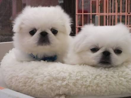 「人気犬種ランキング」 トイ・プードルが7連覇