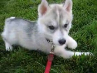 「人気犬種ランキング」 トイ・プードルが7連覇